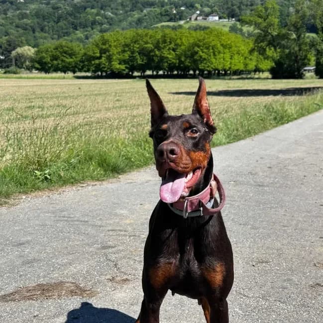 Sia adoption, female young Mixed Breed for adoption at Brigade Animale Bénévole, brigade animale benevole