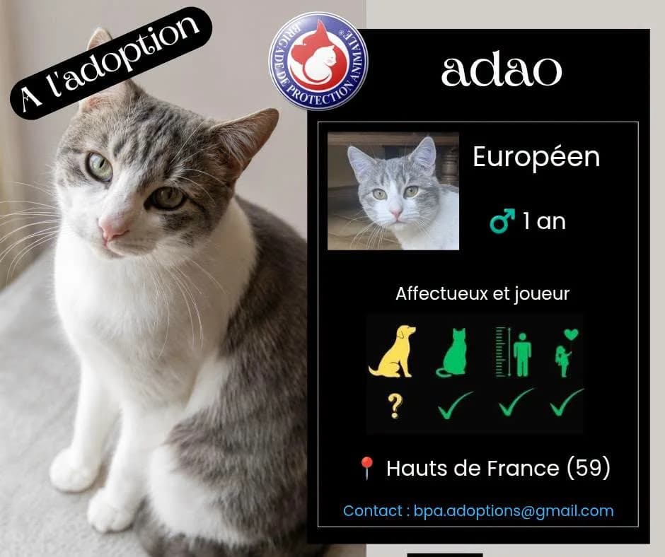 Adao, Mixed Breed for adoption at Brigade de Protection Animale