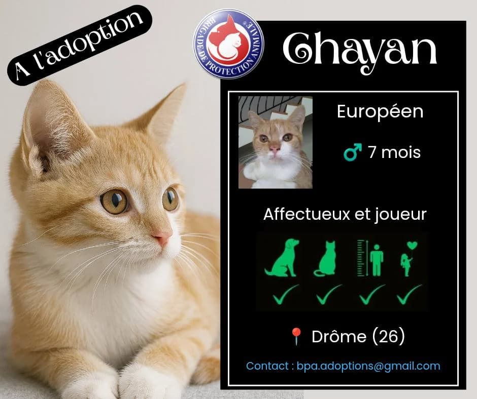 Chayan, Mixed Breed for adoption at Brigade de Protection Animale