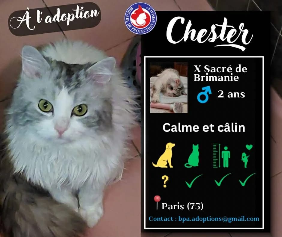 Diva, Mixed Breed for adoption at Brigade de Protection Animale
