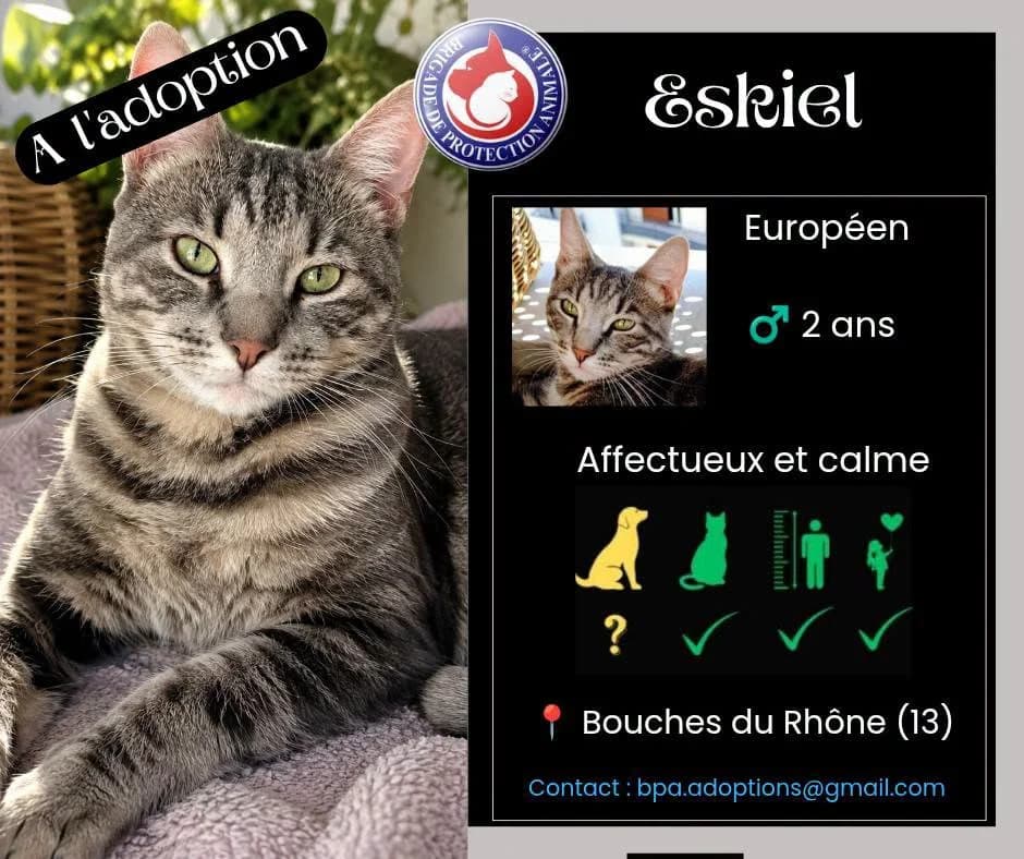 Eskiel, Mixed Breed for adoption at Brigade de Protection Animale
