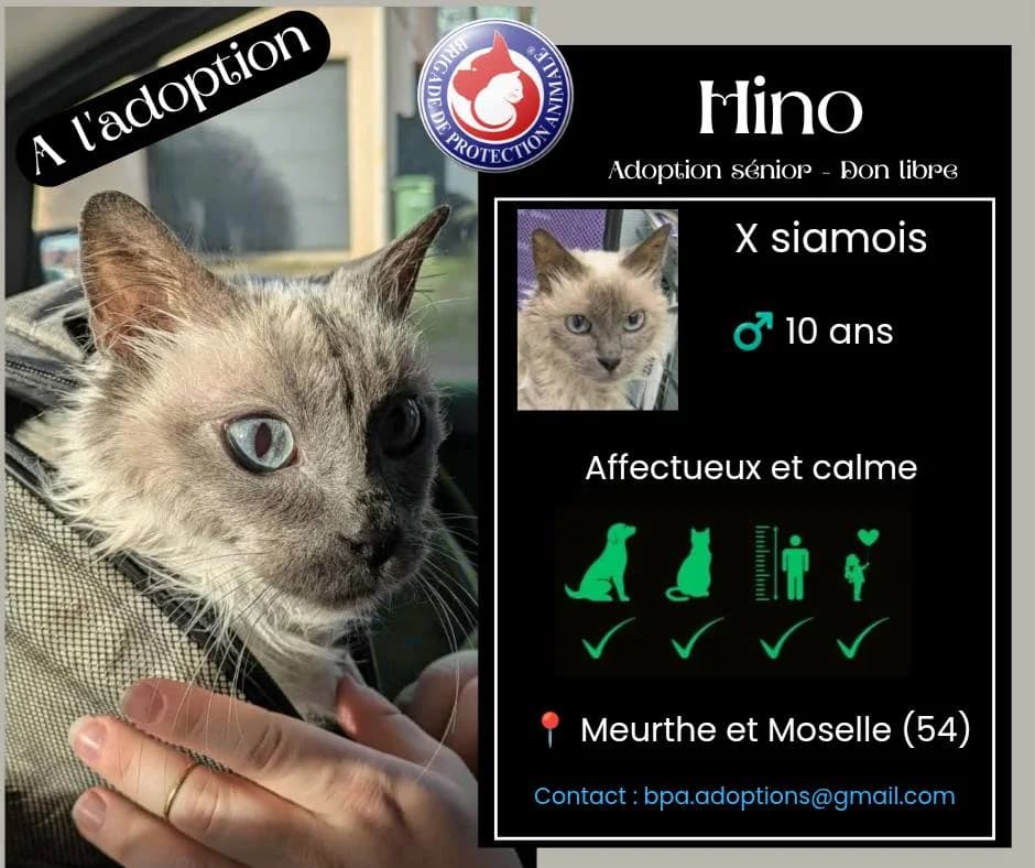 Falbala, Mixed Breed for adoption at Brigade de Protection Animale