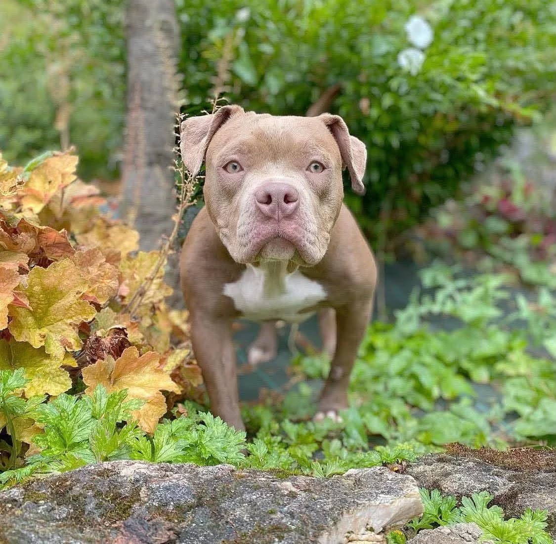 Hiley, Mixed Breed for adoption at Brigade de Protection Animale
