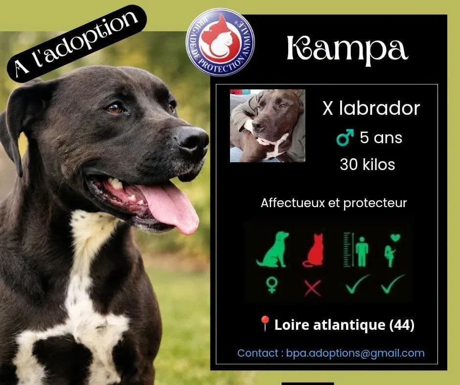 Kampa1, Mixed Breed for adoption at Brigade de Protection Animale