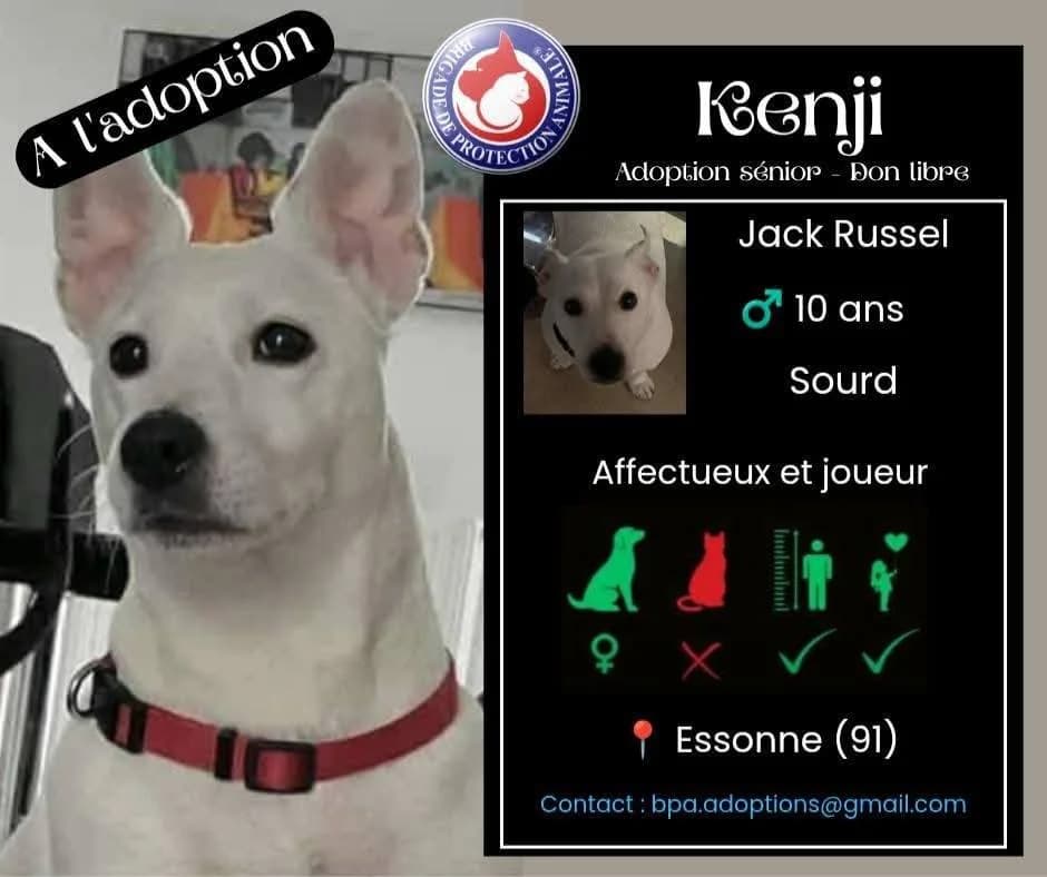 Kenji, Mixed Breed for adoption at Brigade de Protection Animale