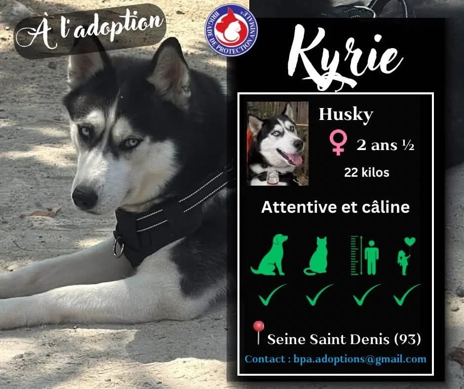 Loucky, Mixed Breed for adoption at Brigade de Protection Animale