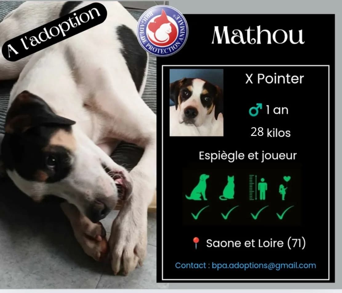 Mathou1, Mixed Breed for adoption at Brigade de Protection Animale
