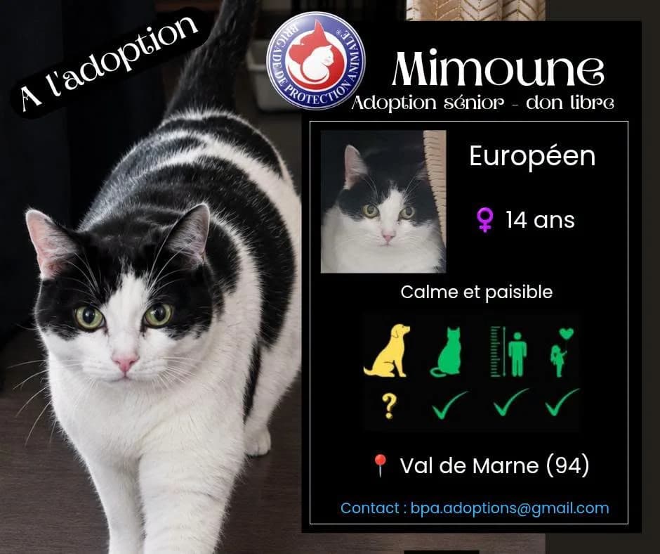 Mimoune, Mixed Breed for adoption at Brigade de Protection Animale