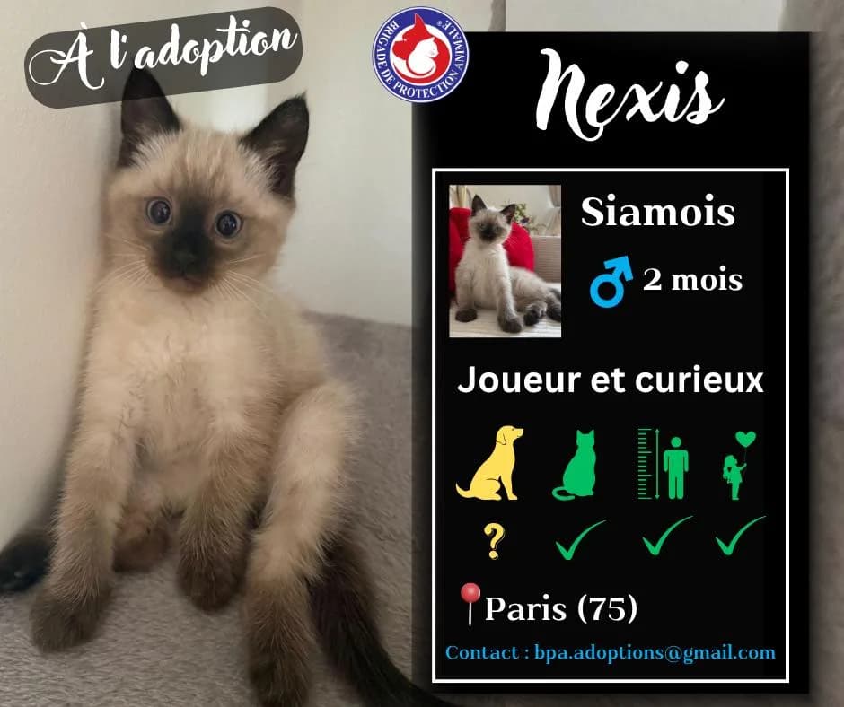 Nexis, Mixed Breed for adoption at Brigade de Protection Animale