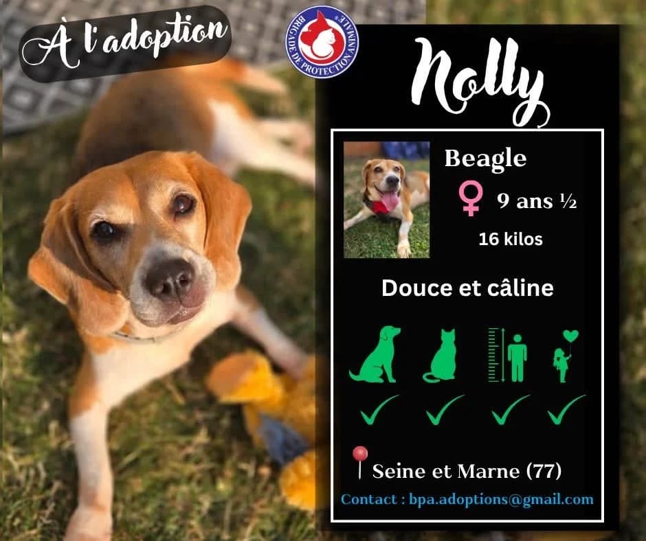 Nolly, Mixed Breed for adoption at Brigade de Protection Animale