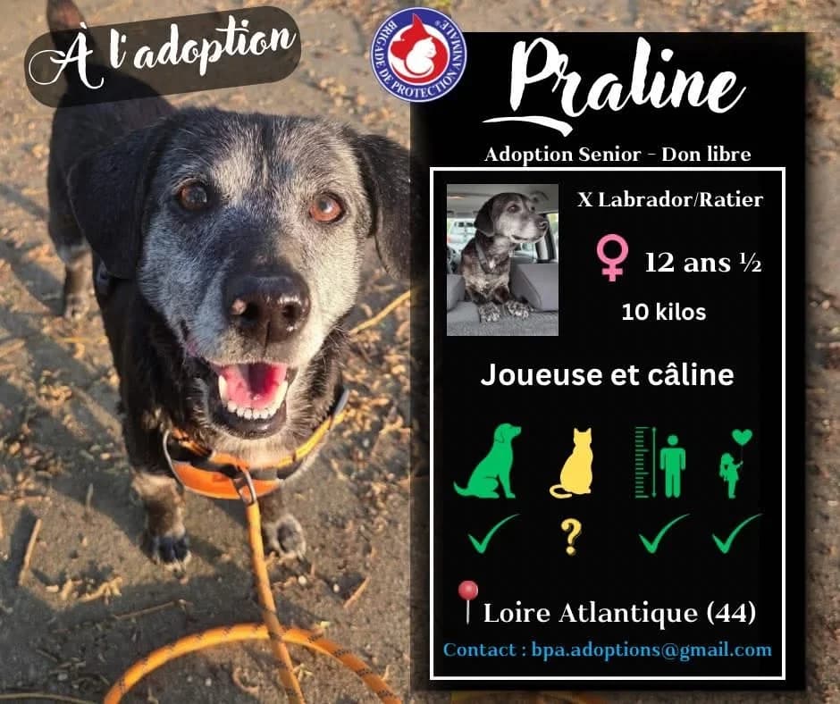 Praline, Mixed Breed for adoption at Brigade de Protection Animale