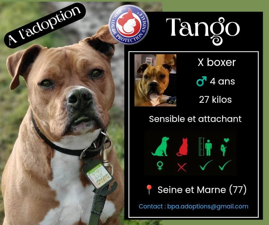 Tango1, Mixed Breed for adoption at Brigade de Protection Animale
