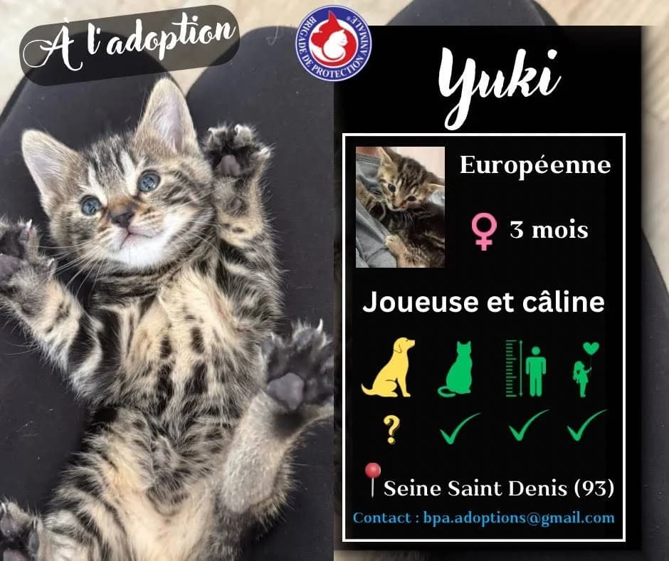 Yuki, Mixed Breed for adoption at Brigade de Protection Animale
