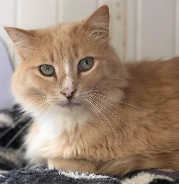 Link, male European Shorthair for adoption at Fondation Brigitte Bardot, Paris