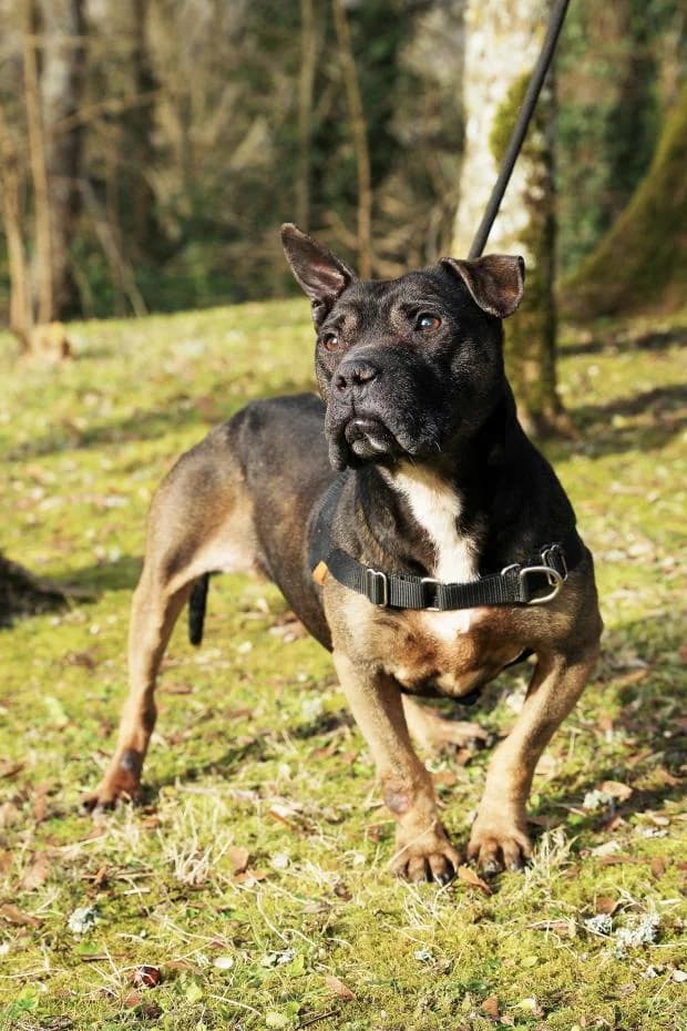 Luna, female Mixed Breed for adoption at Fondation Brigitte Bardot, Paris