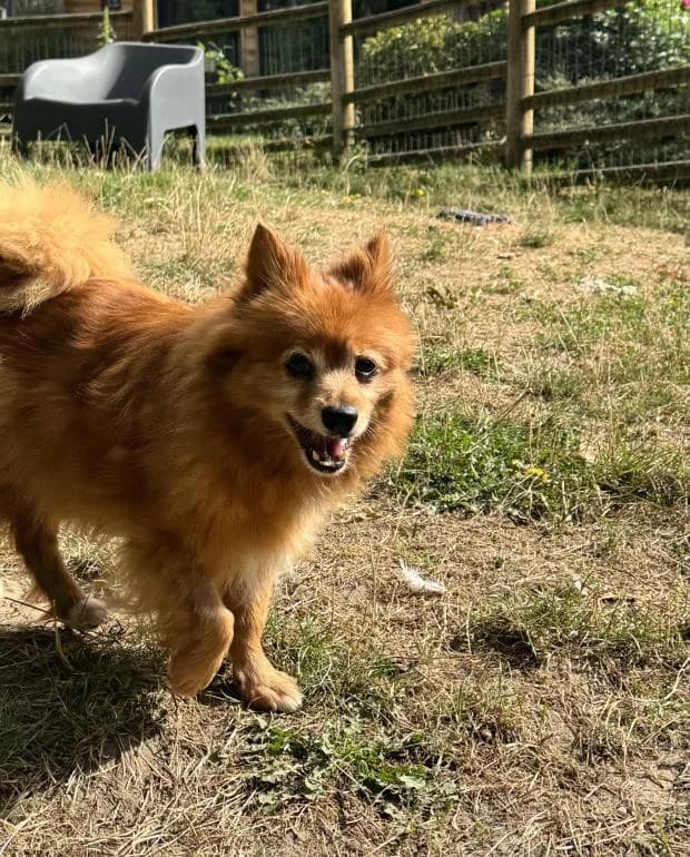 Milo, male Mixed Breed for adoption at Fondation Brigitte Bardot, Paris