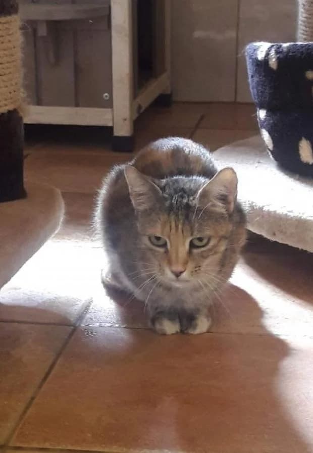Hera, female European Shorthair for adoption at Fondation Brigitte Bardot, Paris