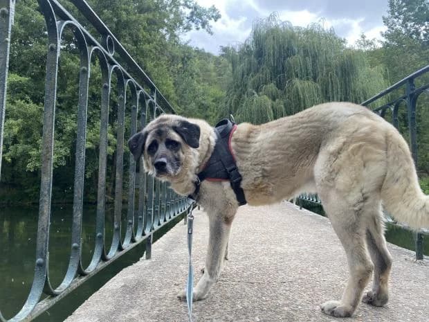 Atoll, male Mixed Breed for adoption at Fondation Brigitte Bardot, Paris