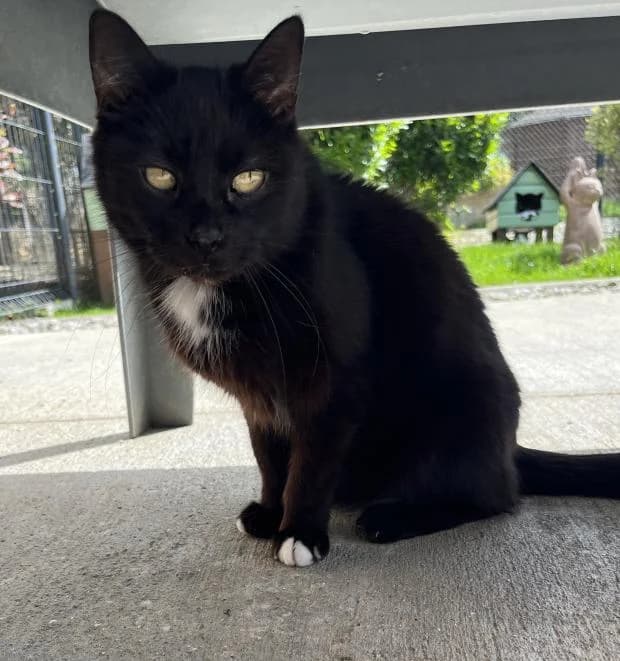 Reglisse, male European Shorthair for adoption at Fondation Brigitte Bardot, Paris