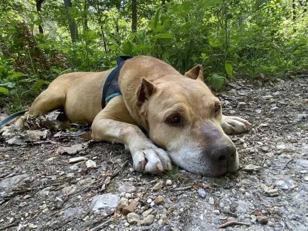 Max, male Mixed Breed for adoption at Fondation Brigitte Bardot, Paris