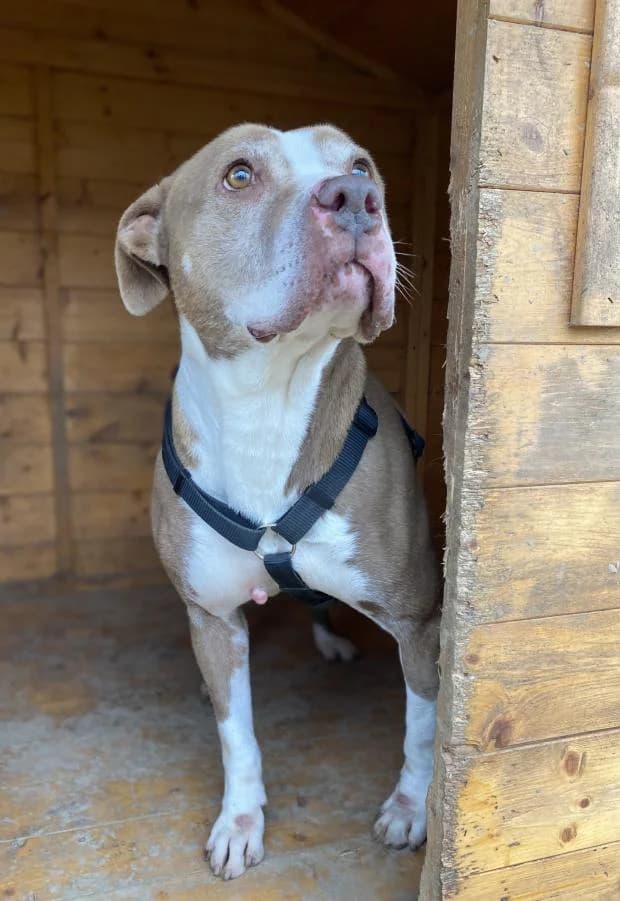 Xena, female English Bulldog for adoption at Fondation Brigitte Bardot, Paris