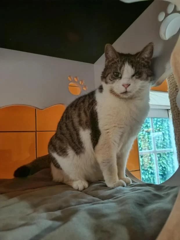 AïSsa, female European Shorthair for adoption at Fondation Brigitte Bardot, Paris