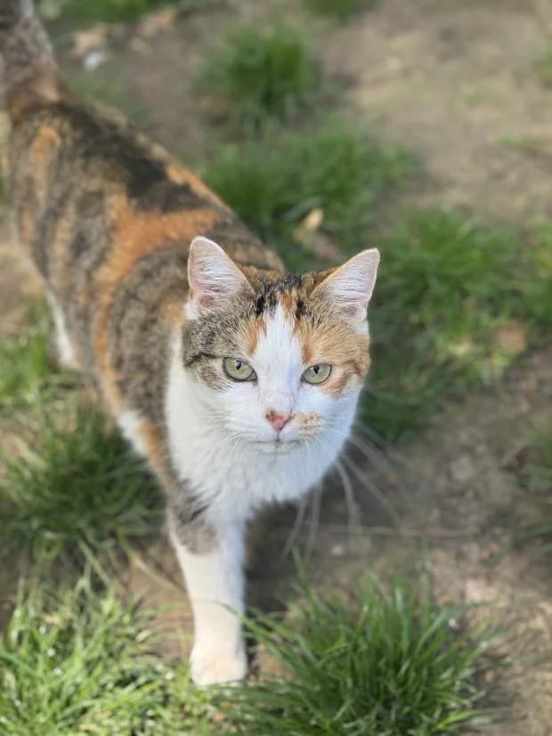 Perle, female Mixed Breed for adoption at Fondation Brigitte Bardot, Paris