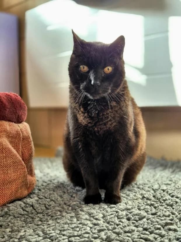 Berlin, male European Shorthair for adoption at Fondation Brigitte Bardot, Paris