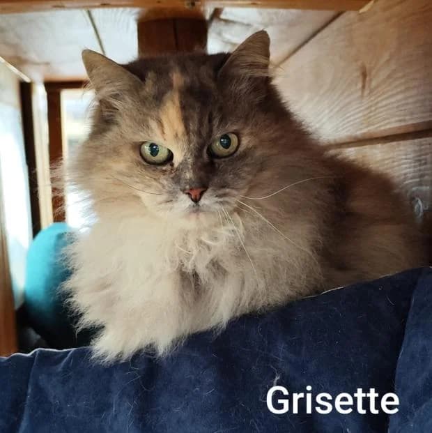 Grisette, female European Shorthair for adoption at Fondation Brigitte Bardot, Paris