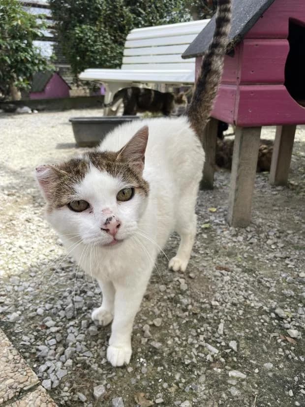 Gaspard, male European Shorthair for adoption at Fondation Brigitte Bardot, Paris