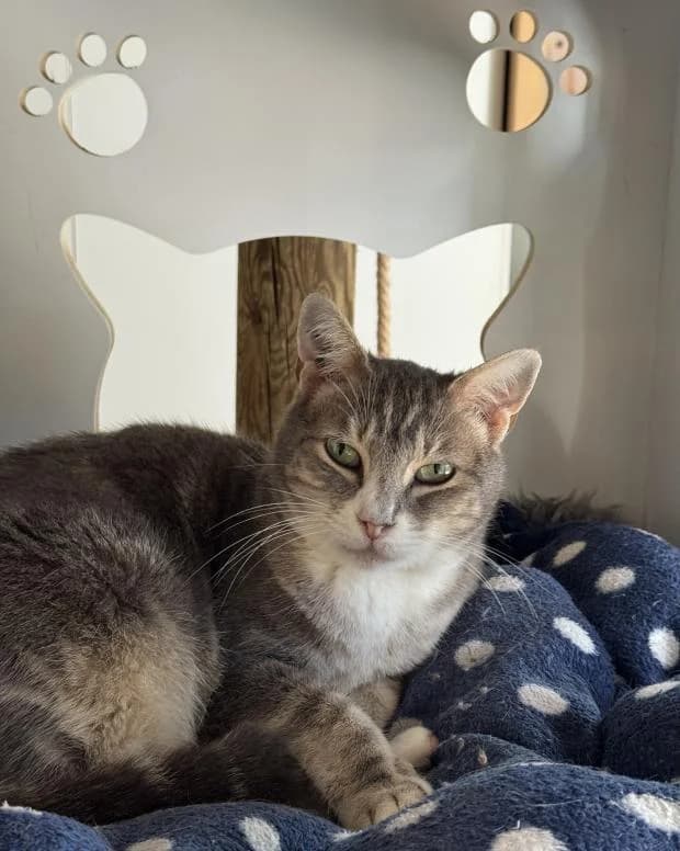 Olga, female European Shorthair for adoption at Fondation Brigitte Bardot, Paris