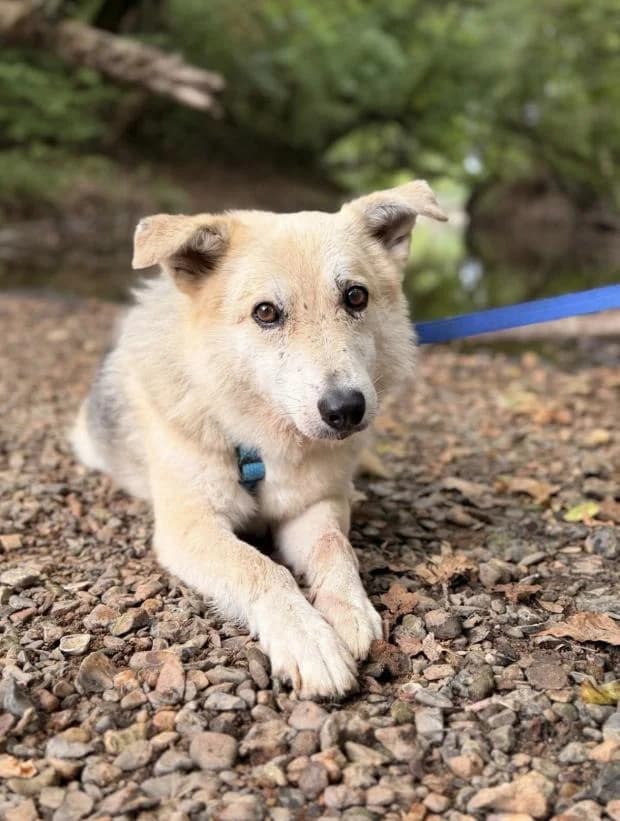 Astro, male Mixed Breed for adoption at Fondation Brigitte Bardot, Paris