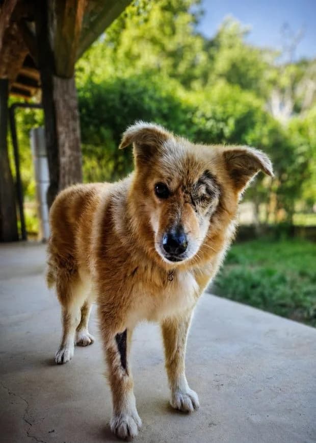 Troica, female Mixed Breed for adoption at Fondation Brigitte Bardot, Paris