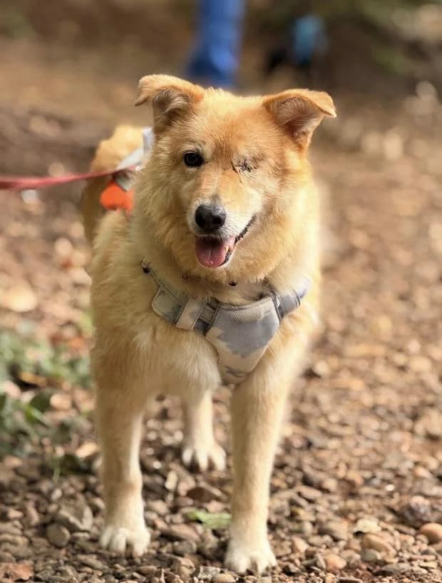 Troica, female Mixed Breed for adoption at Fondation Brigitte Bardot, Paris