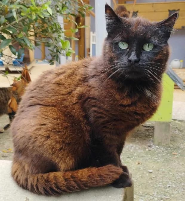 Akemi, female European Shorthair for adoption at Fondation Brigitte Bardot, Paris
