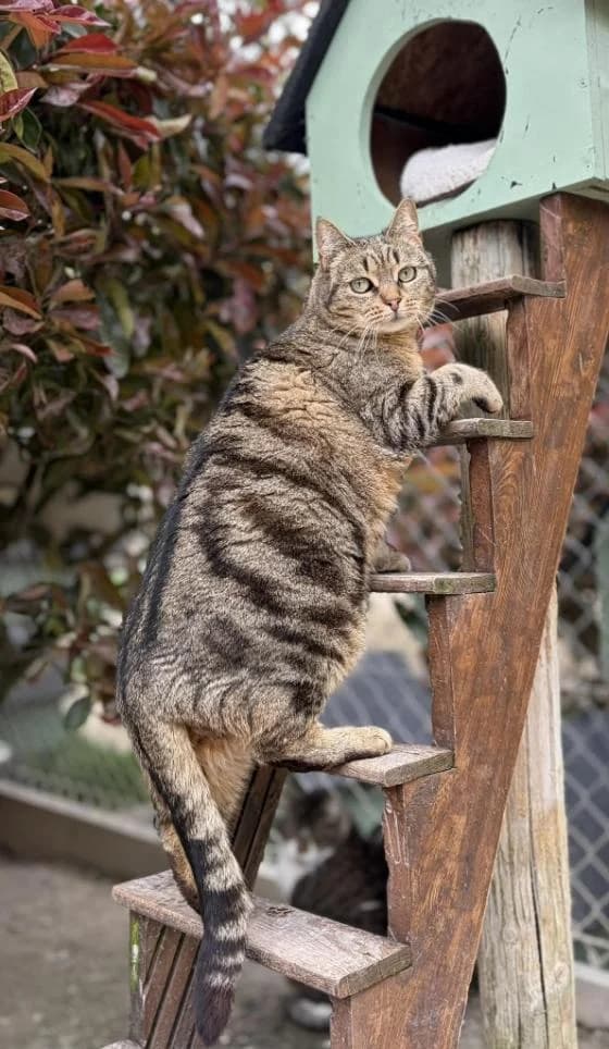 Zoeline, female European Shorthair for adoption at Fondation Brigitte Bardot, Paris