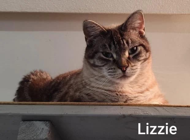 Lizzie, female Siamese for adoption at Fondation Brigitte Bardot, Paris