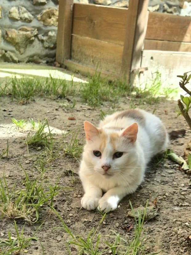 Isha, female European Shorthair for adoption at Fondation Brigitte Bardot, Paris