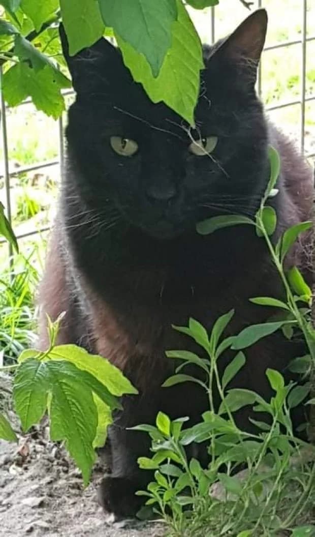 Titi, male European Shorthair for adoption at Fondation Brigitte Bardot, Paris
