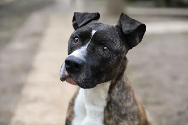 Jessy, male Mixed Breed for adoption at Fondation Brigitte Bardot, Paris