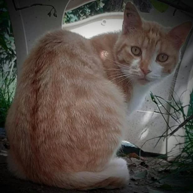 Roy, male European Shorthair for adoption at Fondation Brigitte Bardot, Paris
