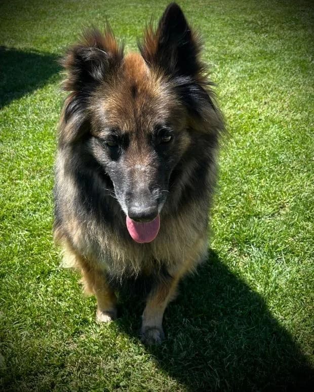 Talya, female Mixed Breed for adoption at Fondation Brigitte Bardot, Paris