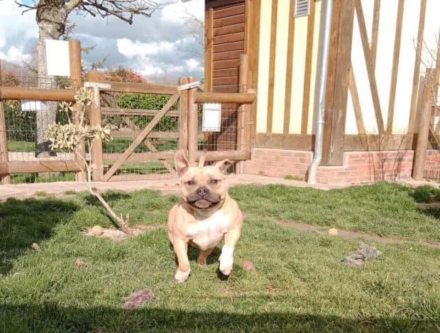 Nani Alias Eris, male Mixed Breed for adoption at Fondation Brigitte Bardot, Paris