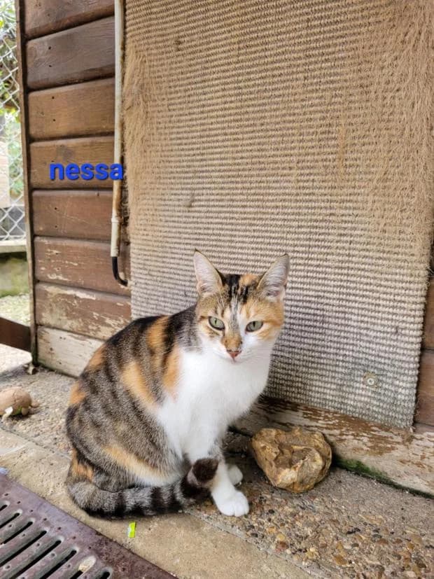 Nessa, female European Shorthair for adoption at Fondation Brigitte Bardot, Paris