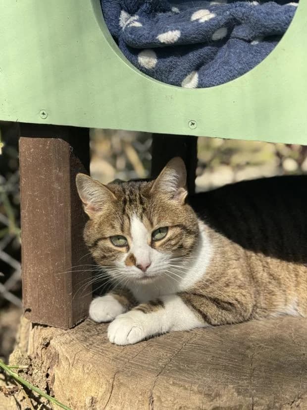 Viviane, female European Shorthair for adoption at Fondation Brigitte Bardot, Paris