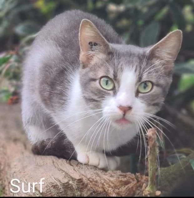 Surf, male European Shorthair for adoption at Fondation Brigitte Bardot, Paris