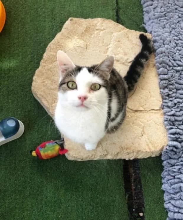 Barilla, female European Shorthair for adoption at Fondation Brigitte Bardot, Paris