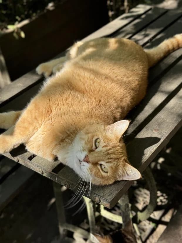 Cesar, male Mixed Breed for adoption at Fondation Brigitte Bardot, Paris