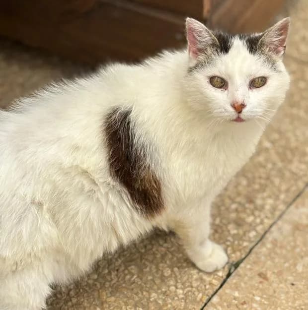 Vendredi, female European Shorthair for adoption at Fondation Brigitte Bardot, Paris