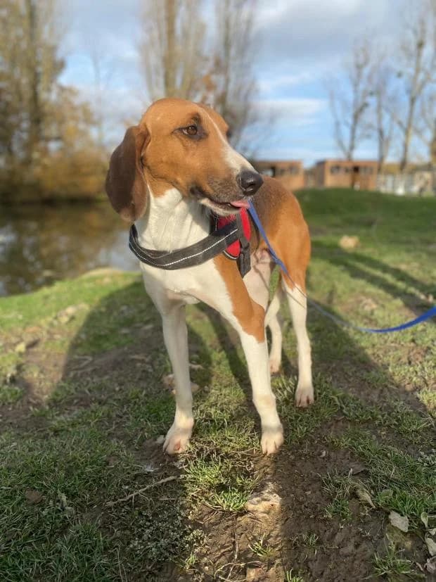 Rambouillet, male Mixed Breed for adoption at Fondation Brigitte Bardot, Paris